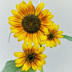 Close-up of yellow flower