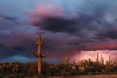 Arizona desert landscape with stormy sky and lightning