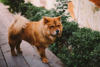 View of dog looking away