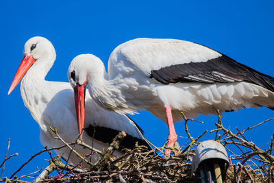 Low angle view of birds perching on blue sky