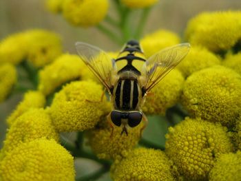 Close-up of insect on yellow flower