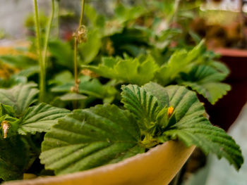 Close-up of fresh green leaves