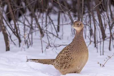 Bird on snowy field during winter