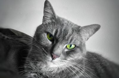 Close-up portrait of cat