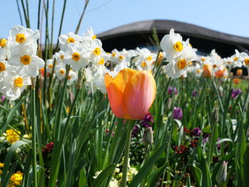 Close-up of fresh white flowers in field