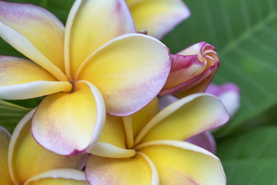 Close-up of frangipani on plant