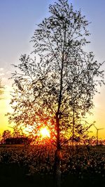 Silhouette tree on field against sky at sunset