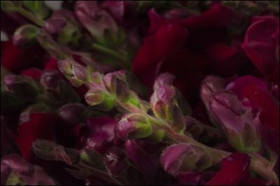 Close-up of fresh flowers blooming outdoors