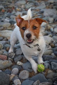 Happy jack russell playing with ball at the beach