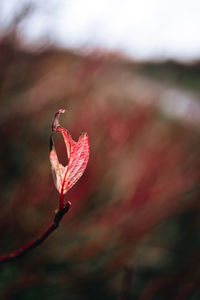 Close-up of red leaves on plant