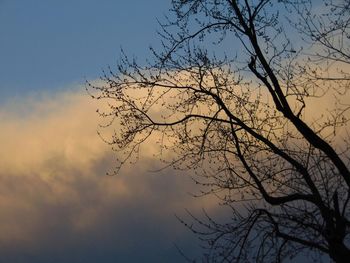 Close-up of silhouette tree against sky