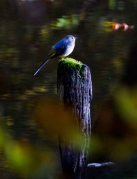 Bird perching on a lake