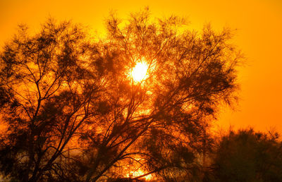 Low angle view of trees against orange sky