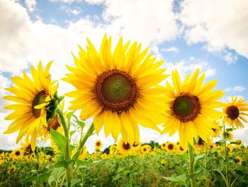 Close-up of sunflower on field against sky