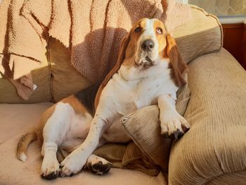 Portrait of dog resting on sofa at home