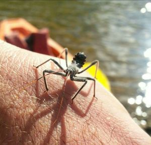 Close-up of insect