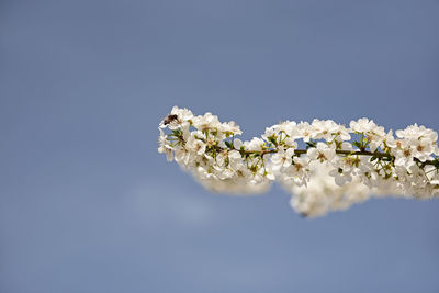 Low angle view of cherry blossoms against sky