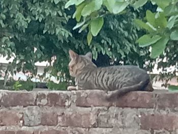 Side view of a cat against wall