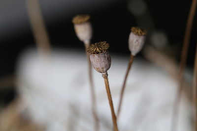 Close-up of wilted flower