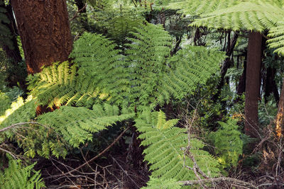 High angle view of fern amidst trees on field