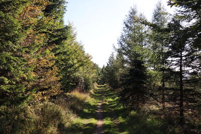 Trees growing in forest