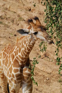 View of giraffe in zoo