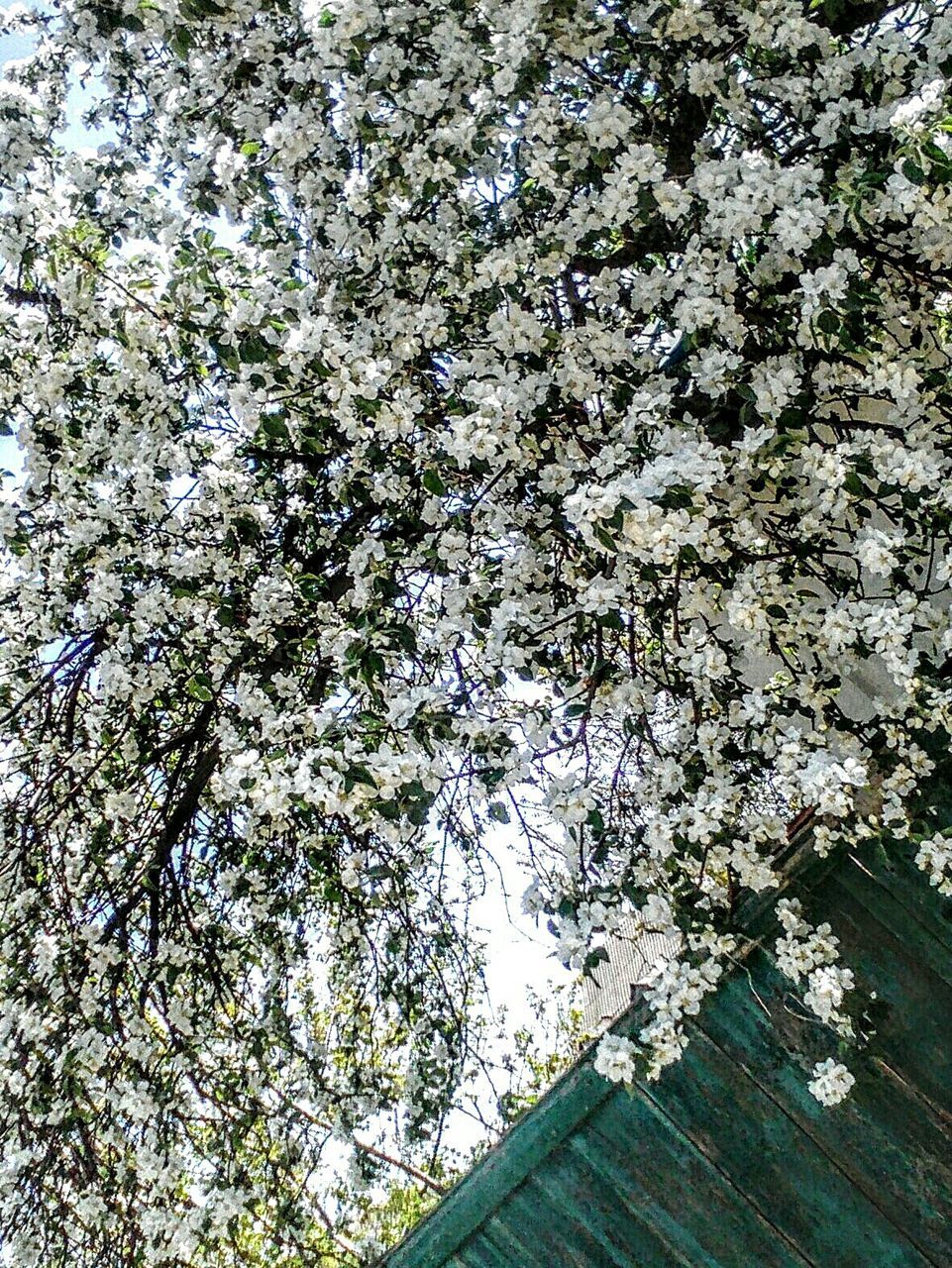 growth, tree, nature, no people, beauty in nature, flower, day, branch, low angle view, outdoors, fragility, freshness, close-up, sky