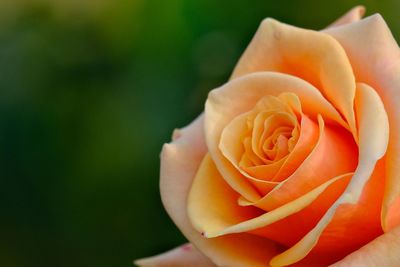 Close-up of a coral coloured  rose, green background 