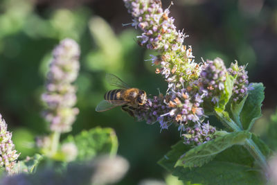 Close-up of bee on purple flower