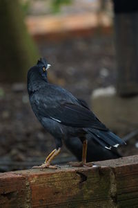 Close-up of bird perching on railing