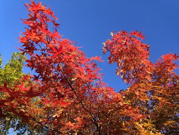 Low angle view of maple tree against clear blue sky