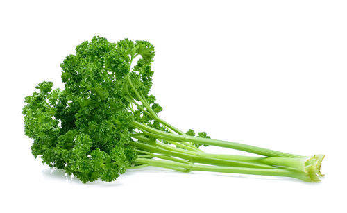 Close-up of herb against white background