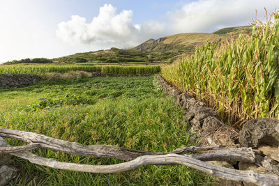 Scenic view of agricultural field against sky