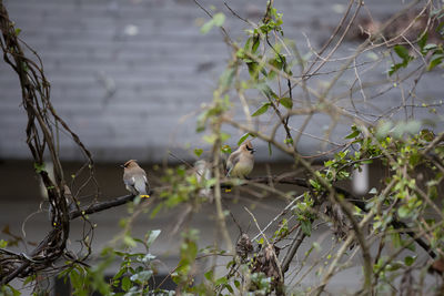 Bird perching on a branch