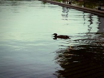 Swan swimming in lake