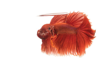 Close-up of fish swimming against white background