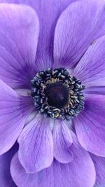 Close-up of purple flower blooming outdoors