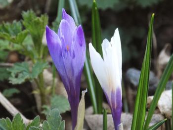 Close-up of purple crocus blooming outdoors