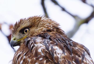 Close-up of eagle against blurred background