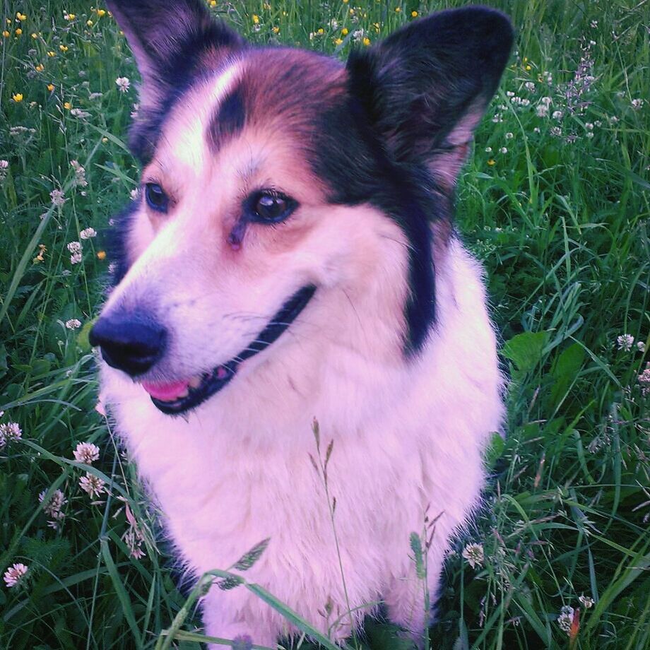 pets, domestic animals, dog, one animal, animal themes, mammal, grass, looking at camera, portrait, field, high angle view, close-up, plant, animal head, no people, nature, outdoors, day, growth, sitting