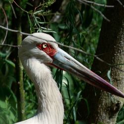 Close-up of duck on tree