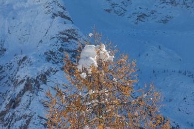 Tip of a larch covered in snow, with a snowy mountain in the background