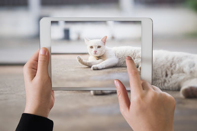 Cropped hands of woman photographing cat at home