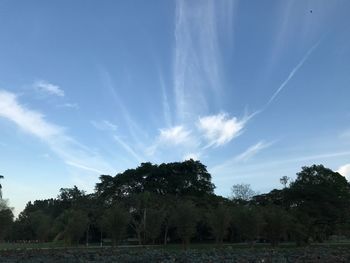 Palm trees against sky