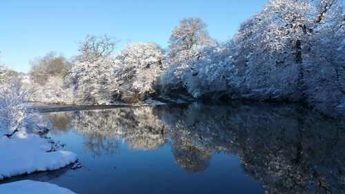 Reflection of tree in lake against clear sky