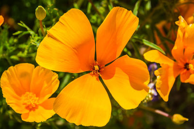 Close-up of yellow flowering plant