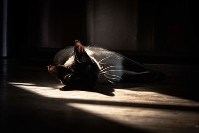 Cat resting on floor