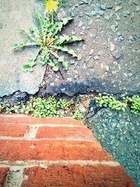 Close-up of moss growing on wall