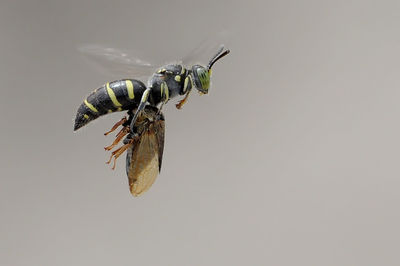 Ground bee
