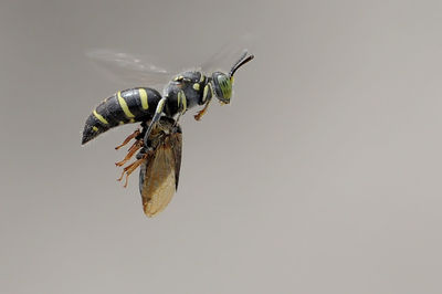 Close-up of insect against white background